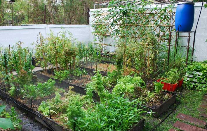 ข้อดีของการปลูกพืชผักเป็นสวนอาหารในบ้าน